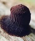 Stemonitis fusca