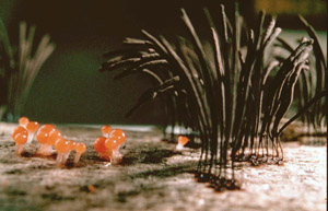 Image of different stages of development for two different myxomycetes.