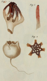 Colus hirudinosus