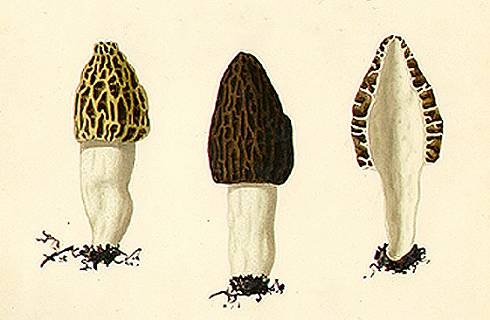 Morchella esculenta sensu Fries
