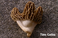 Morchella species