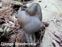 Helvella sulcata