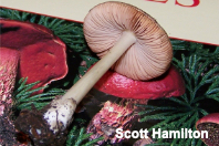 Volvariella sp. 02