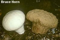 Calvatia craniiformis