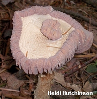 Laccaria ochropurpurea