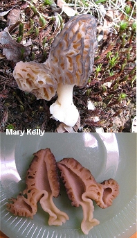 Morchella sp.