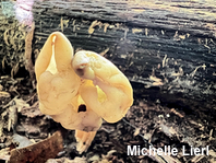 Helvella sulcata