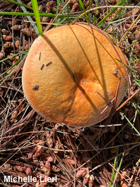 Russula katarinae