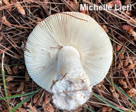 Russula katarinae