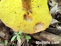Xerocomus subtomentosus