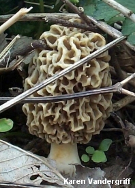 Yellow Morel