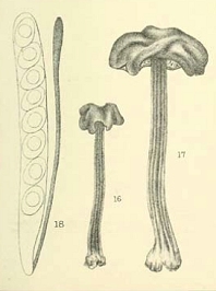Helvella palustris