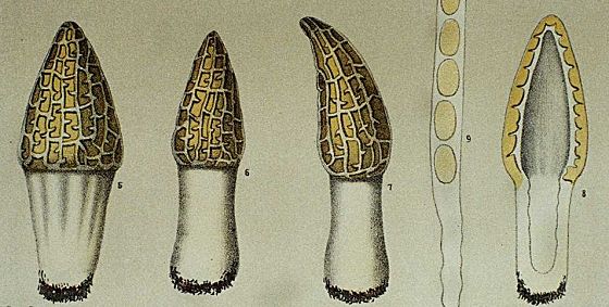 Morchella angusticeps