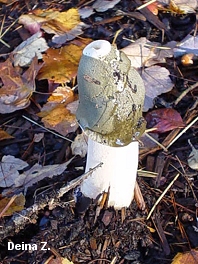 Phallus ravenelii