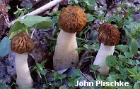 Half-Free Morel
