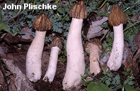 Half-Free Morel