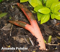 Mutinus elegans