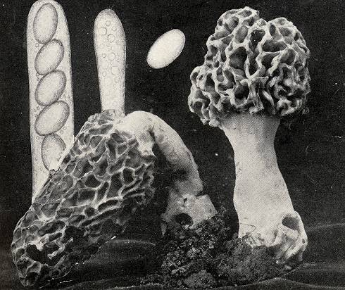 Morchella esculenta sensu Seaver