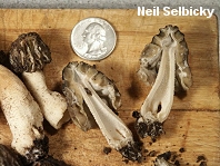 Half-Free Morel