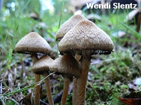 Lacrymaria velutina