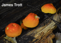 Pluteus aurantiorugosus