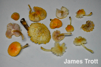 Pluteus aurantiorugosus