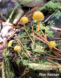 Chromosera lilacifolia