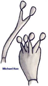 Basidia holding spores