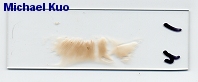 Clitopilus prunulus spore print