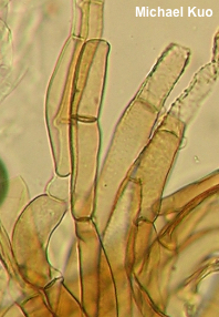 Crepidotus crocophyllus