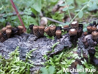 Cyathus striatus