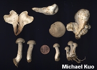 Entoloma abortivum with Armillaria mellea