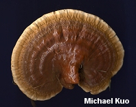Ganoderma lucidum