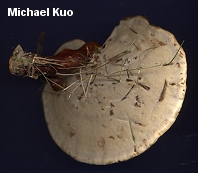 Ganoderma lucidum