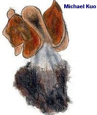 Gyromitra brunnea
