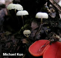 Marasmius rotula