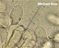 Morchella esculentoides