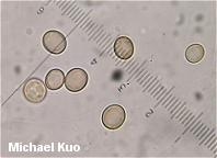 Paragyrodon sphaerosporus spores