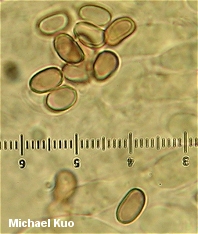 Pholiota polychroa