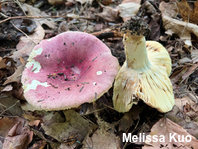Russula atropurpurea