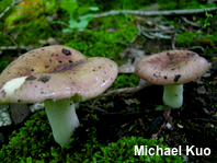 Russula atropurpurea