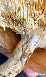 Russula atropurpurea