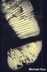Russula atropurpurea