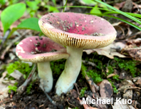 Russula atropurpurea