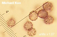 Russula flavida