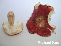Russula fucosa