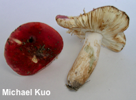 Russula fucosa