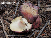 Russula olympiana
