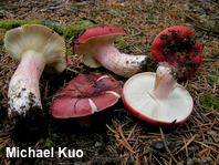 Russula olympiana