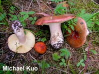 Russula olympiana